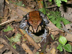 Leptodactylus savagei