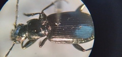 Anchomenus quadratus