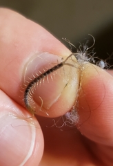 Scolopendra polymorpha