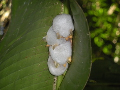 Ectophylla alba
