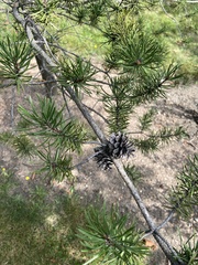 Pinus banksiana