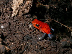 Oophaga pumilio