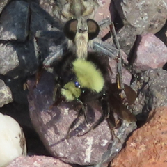 Bombus vosnesenskii