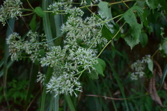 Eupatorium chinense