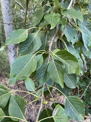 Populus balsamifera