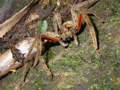 Cupiennius coccineus