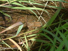 Rana luteiventris
