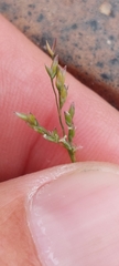 Poa annua
