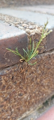 Poa annua
