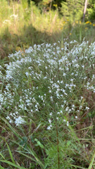 Eupatorium hyssopifolium