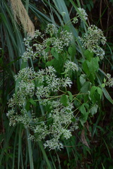 Eupatorium chinense