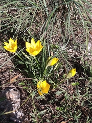 Sternbergia lutea