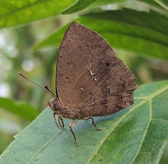 Surendra quercetorum