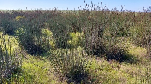 Elegia elephantina, photograph 6