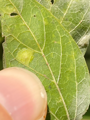 Pachypsylla