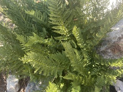 Athyrium americanum