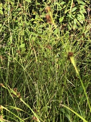 Rhynchospora capitellata