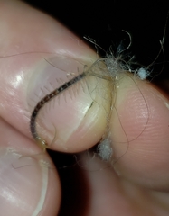 Scolopendra polymorpha