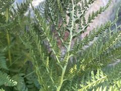 Athyrium americanum