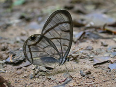 Dulcedo polita