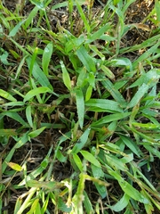 Digitaria ischaemum
