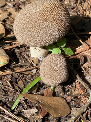 Lycoperdon