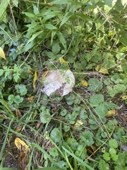 Agaricus placomyces