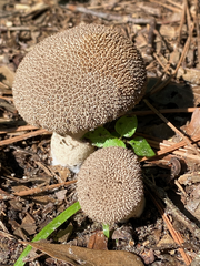 Lycoperdon