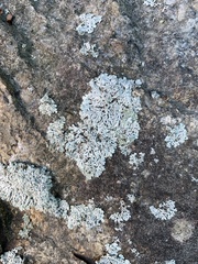 Xanthoparmelia cumberlandia