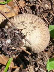 Lycoperdon