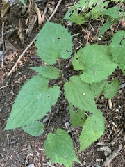 Eurybia