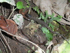 Lepidophyma flavimaculatum