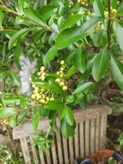 Pyracantha coccinea