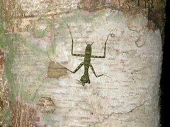 Liturgusa maya