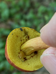 Hortiboletus