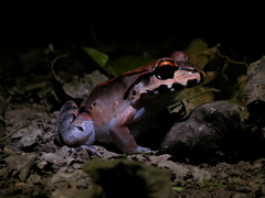 Leptodactylus savagei