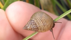 Littoraria irrorata