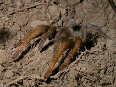 Theraphosinae