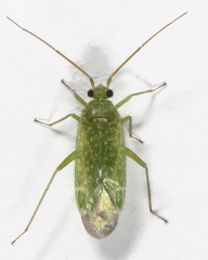 Orthotylus flavosparsus