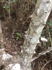 Zanthoxylum clava-herculis