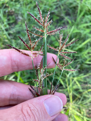 Cyperus rotundus