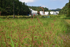 Persicaria pubescens