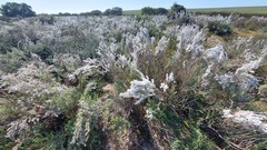 Eriocephalus racemosus