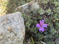 Epilobium obcordatum