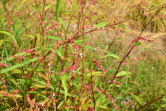 Persicaria pubescens