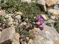 Epilobium obcordatum
