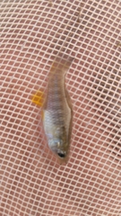 Fundulus xenicus