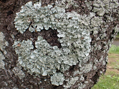 Parmotrema tinctorum