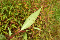 Persicaria pubescens