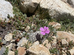 Epilobium obcordatum
